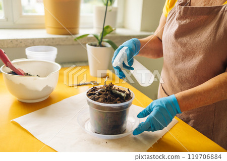 Caucasian woman takes care of orchid plant by spraying them with water. Florist works and sprays aquatic plants. Spraying house plants, caring for indoors seedlings. Caucasian woman takes care of orchid plant by spraying them with water. Florist works and sprays aquatic plants. Spraying house plants, caring for indoors seedlings. 119706884