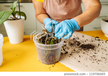 Closeup female hand holds baby-orchid plant for transplant. Hands re-potting an orchid flower in fresh soil 119706885