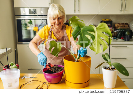 Person engaged in planting a houseplant monstera. Wearing protective gloves, he pours drainage, small stones into the pot. There are tools for working with plants on the table. Person engaged in planting a houseplant monstera. Wearing protective gloves, he pours drainage, small stones into the pot. There are tools for working with plants on the table. 119706887
