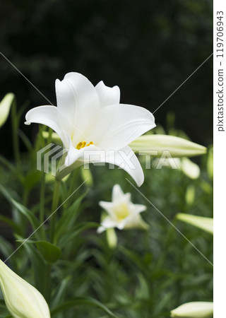 lilies in bloom 119706943