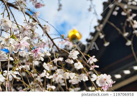 Beautiful weeping cherry blossoms at the Rokkakudo Hall of Chohoji Temple, Shiunzan, Kyoto (Nakagyo Ward, Kyoto City) 119706958