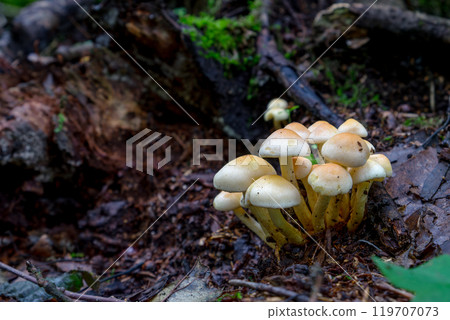 Hypholoma fasciculare, commonly known as the sulphur tuft or clustered woodlover, is a common woodland mushroom Hypholoma fasciculare, commonly known as the sulphur tuft or clustered woodlover, is a common woodland mushroom 119707073