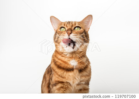 Contented ginger cat licks. 119707100