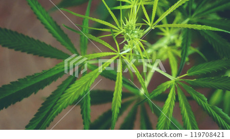 Green weed Marijuana tree cannabis plant narcotic herbal in CBC greenhouse. Hemp leaf made cannabis crude oil medicine farm. CBC, THC herb agriculture Weed leaf Drug. Medicine sustainability concept Green weed Marijuana tree cannabis plant narcotic herbal in CBC greenhouse. Hemp leaf made cannabis crude oil medicine farm. CBC, THC herb agriculture Weed leaf Drug. Medicine sustainability concept 119708421