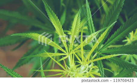 Green weed Marijuana tree cannabis plant narcotic herbal in CBC greenhouse. Hemp leaf made cannabis crude oil medicine farm. CBC, THC herb agriculture Weed leaf Drug. Medicine sustainability concept Green weed Marijuana tree cannabis plant narcotic herbal in CBC greenhouse. Hemp leaf made cannabis crude oil medicine farm. CBC, THC herb agriculture Weed leaf Drug. Medicine sustainability concept 119708423
