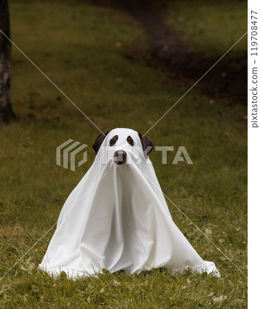 Cute Labrador dog is dressed in Halloween ghost costume Cute Labrador dog is dressed in Halloween ghost costume 119708477
