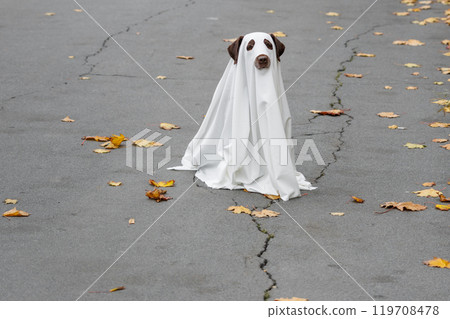 Labrador dog dressed in costume Halloween party, ghost pet in white cape sitting on cracked road Labrador dog dressed in costume Halloween party, ghost pet in white cape sitting on cracked road 119708478