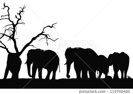 Side view of walking Asian Elephant isolated on white background 119708480