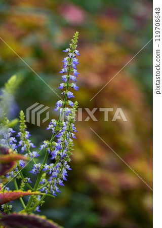 Jingu Rose Garden Jingu Rose Garden 119708648