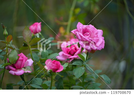 金谷玫瑰園 119708670