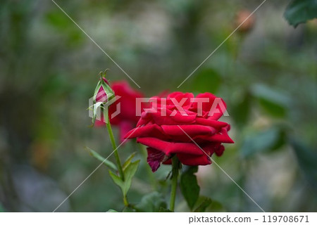 Jingu Rose Garden 119708671