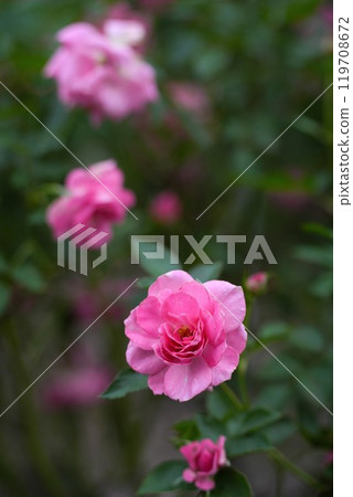 Jingu Rose Garden Jingu Rose Garden 119708672