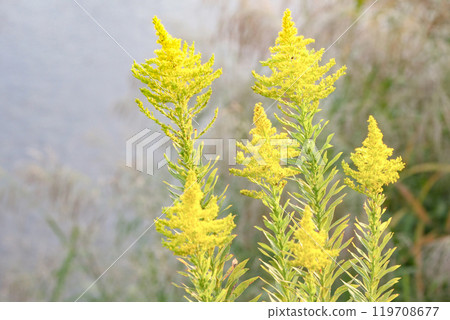 A non-native species of herb that blooms along the Kitakami River in Morioka City, Iwate Prefecture, and has been stigmatized as a cause of hay fever. 119708677