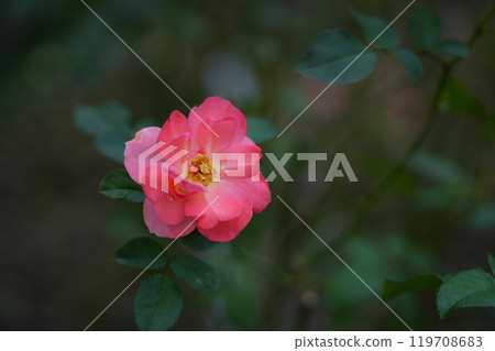 金谷玫瑰園 119708683