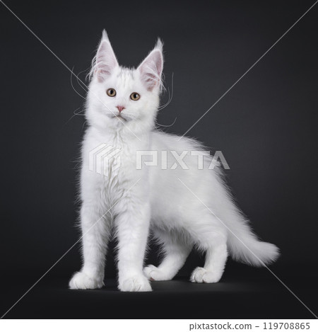 Maine Coon cat on black background 119708865