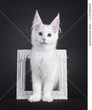 Maine Coon cat on black background Maine Coon cat on black background 119708868