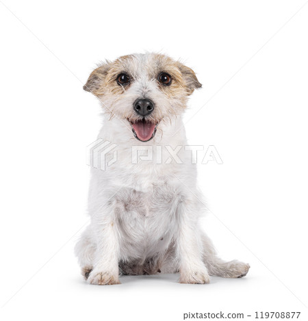 Jack Russell dog on white background Jack Russell dog on white background 119708877