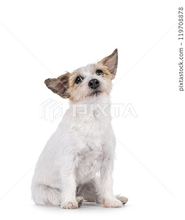 Jack Russell dog on white background Jack Russell dog on white background 119708878