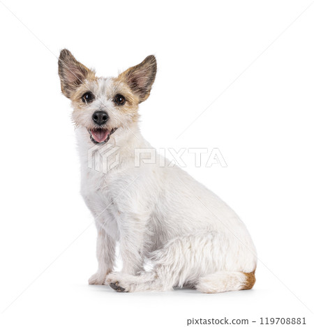 Jack Russell dog  on white background 119708881