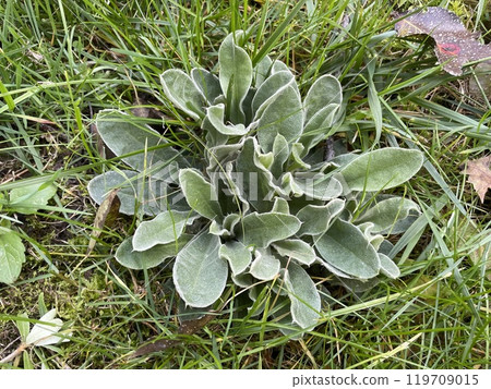Green plants on the ground 119709015