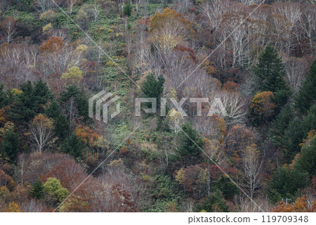 岩手縣深秋的八幡平山毛櫸、樺木、大白樺樹 岩手縣深秋的八幡平山毛櫸、樺木、大白樺樹 119709348