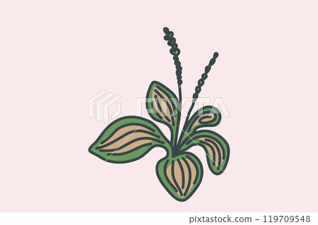 Hand drawn botanical plant outline isolated on beige background. Trendy artistic blossom plantain vector illustration. Graphic design with space for wedding invitation greeting card flyer banner event 119709548