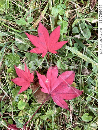 Fallen leaves of colored maple leaves Fallen leaves of colored maple leaves 119709635