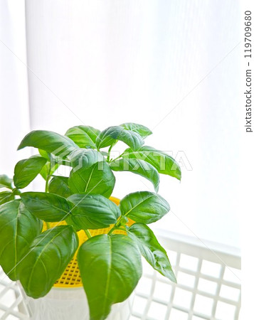 Indoor basil Indoor basil 119709680