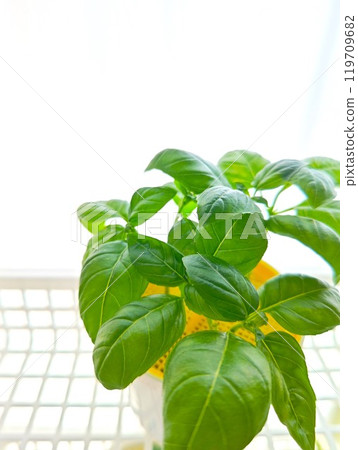 Houseplant placed on the window side 119709682