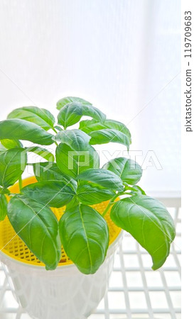 Houseplant placed on the window side Houseplant placed on the window side 119709683