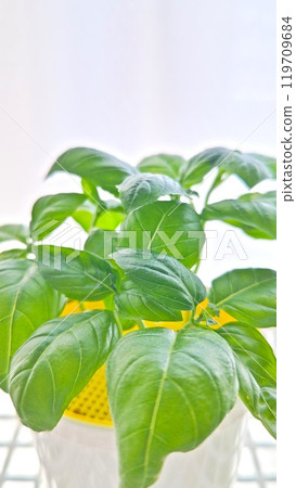 Houseplant placed on the window side Houseplant placed on the window side 119709684