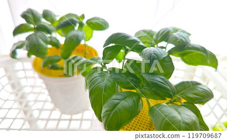 Vegetables grown in a home garden Vegetables grown in a home garden 119709687