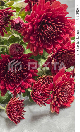 Chrysanthemum flower close-up. The background is blurred. Covers can be used. 119709862