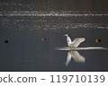 一隻白鷺鷥拍打著翅膀飛翔 119710139