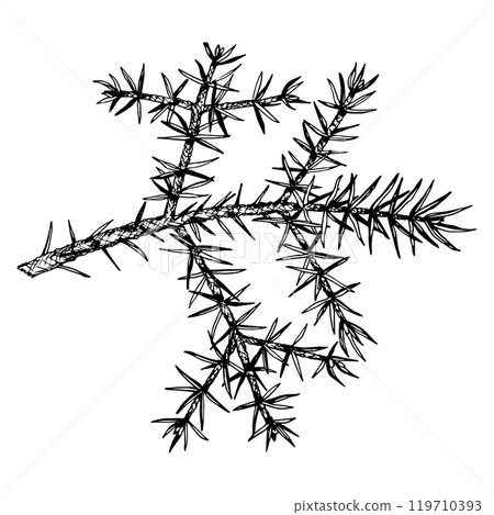 Detailed hand drawn vector illustration of pine, cedar, fir branch. Realistic ink sketch style design, perfect for nature, eco themed projects, Christmas decorations and botanical illustrations. 119710393