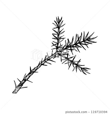 Detailed hand drawn vector illustration of pine, cedar, fir branch. Realistic ink sketch style design, perfect for nature, eco themed projects, Christmas decorations and botanical illustrations. 119710394