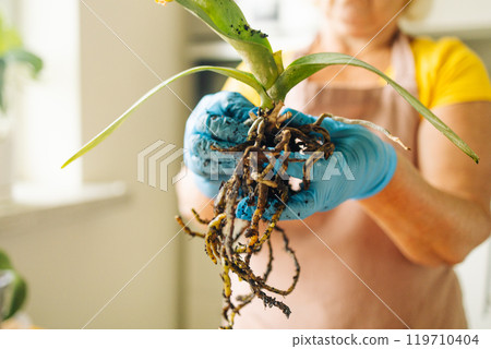 Gardening home. Woman farmer preparing to replant orchid plants by use a shovel to scoop the soil into the pot. Indoor gardening hobbies and jobs indoor plants at home. 119710404