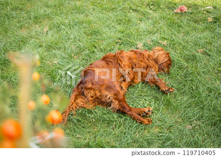 Happy funny Irish Setter dog enjoying and lying on green grass outdoors lawn at back yard.  119710405
