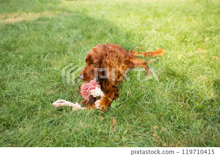 Happy funny Irish Setter dog enjoying and playing with rope toy outdoors at green grass lawn at back yard. The concept of dog training.  119710415