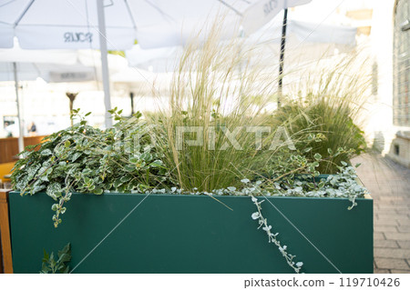 Garden with green grass and four bushes next to a house Garden with green grass and four bushes next to a house 119710426