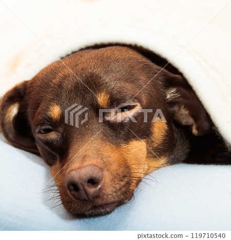 mixed dog sleeping on bed at home 119710540