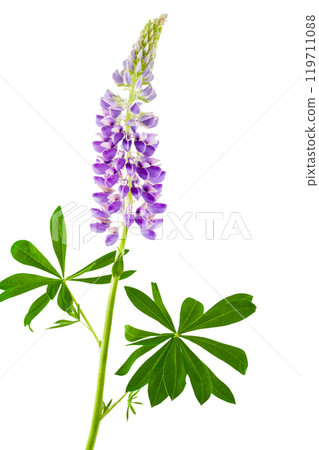 Lupine flower isolated on white background 119711088