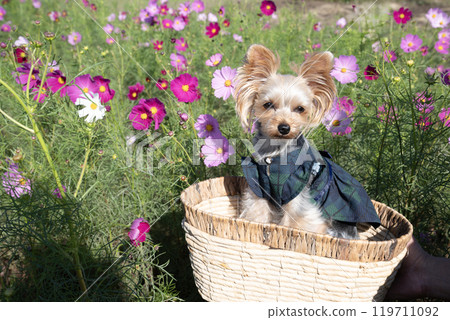Cosmos field and smiling Yorkshire terrier Cosmos field and smiling Yorkshire terrier 119711092