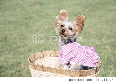 Yorkshire terrier smiling in a basket Yorkshire terrier smiling in a basket 119711097