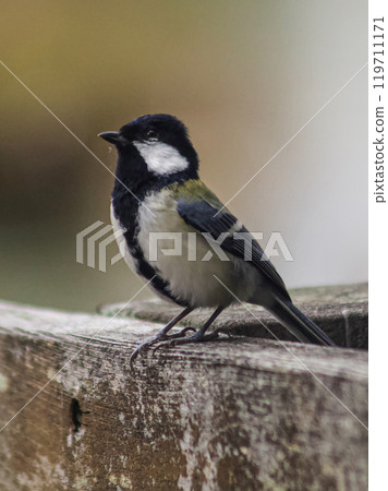A watery tit A watery tit 119711171