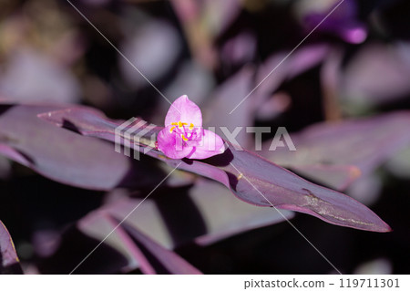 The purple heart flower Tradescantia pallida is a species of plant in the genus Tradescantia, close up 119711301