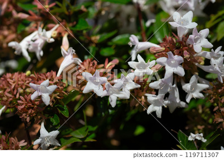 Close-up of abelia grandiflora flowers during summer flowering. Small white flowers on the bush. Close-up of abelia grandiflora flowers during summer flowering. Small white flowers on the bush. 119711307
