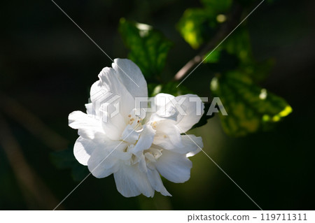 One white flower of hibiscus syriacus plant, commonly known as Korean rose, rose of Sharon, Syrian ketmia, shrub althea or rose mallow, in a garden in a summer day 119711311