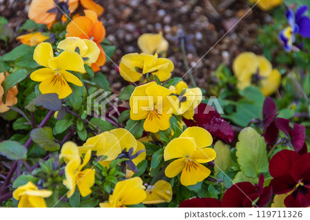 Colorful pansy flowers 119711326