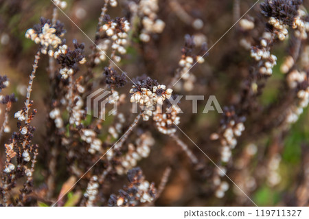 The texture of dead plants The texture of dead plants 119711327